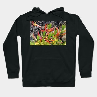 Ice plant, Carpobrotus, Algarve, Portugal Hoodie